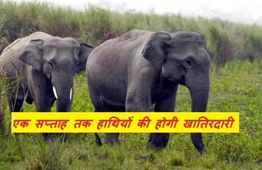 MP News: प्रदेश के इस जिले में शुरू हुआ हाथी महोत्सव, एक सप्ताह तक हाथियों की जाएगी जमकर खातिरदारी