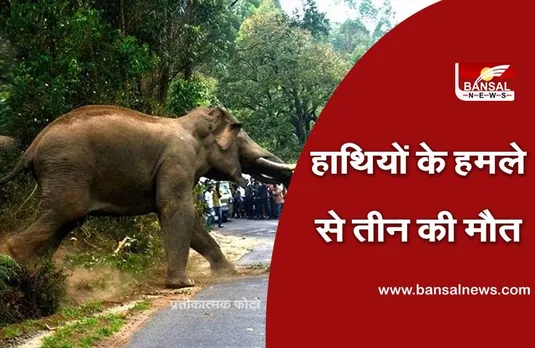 Sidhi News: सीधी जिले में हाथियों का आतंक, पिता समेत दो मासूम बच्चों को कुचला, गांव में फैली दहशत