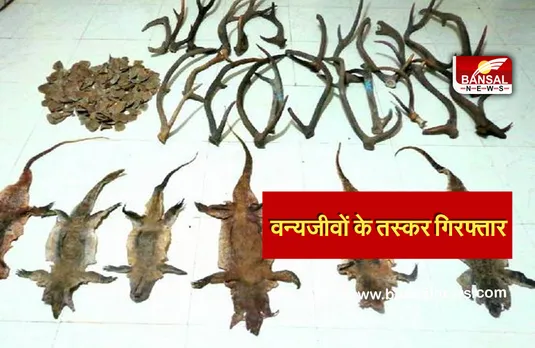 Breaking News: पुलिस ने पकड़े वन्यजीवों के तस्कर, 6 मॉनिटर लिजर्ड के चमड़े और सांभर-चीतल के सींग बरामद