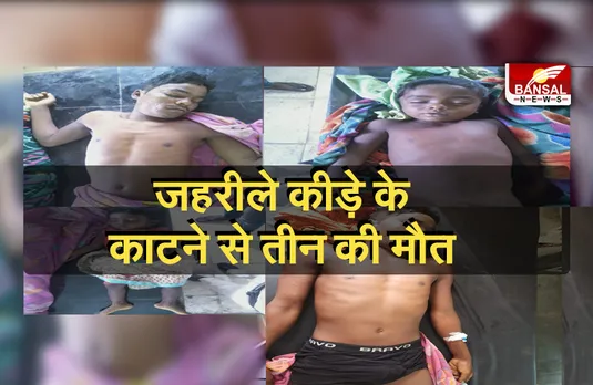 Breaking News: जहरीले कीड़े के काटने से एक ही परिवार के तीन लोगों की मौत, जांच में जुटा विभाग