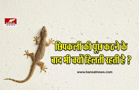 छिपकली की पूंछ कटने के बाद फिर से कैसे उग जाती है? जानिए इसके पीछे का वैज्ञानिक कारण