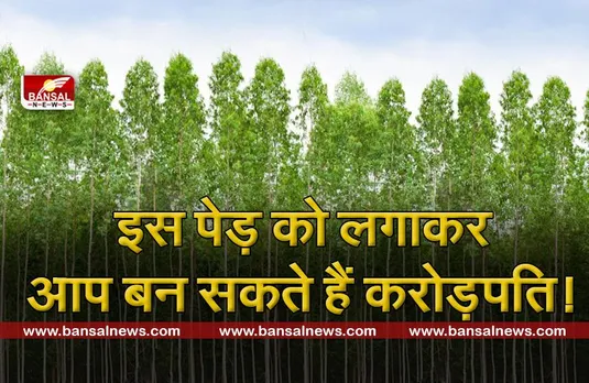 महोगनी : सैकड़ों पेड़ लगाकर बन सकता है करोड़पति, जानें इसकी खासियत