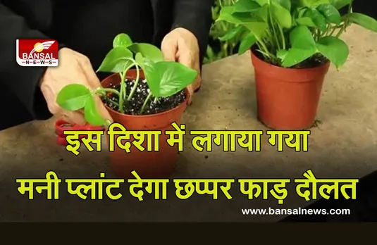 Vastu Tips for money plant : ऐसे लगाया गया मनी प्लांट छप्पर भाड़ करेगा धन की वर्षा
