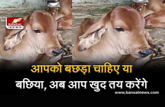 MP: अब पशुपालक खुद तय करेंगे कि उन्हें बछड़ा चाहिए या बछिया, जानिए उस खास तकनीक के बारे में जिससे होगा ये कमाल