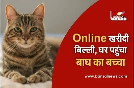 दंपति ने Online खरीदी बिल्ली, घर पहुंचा बाघ का बच्चा, जानें फिर क्या हुआ