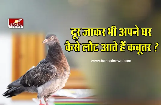 कबूतर बहुत दूर जाने के बाद भी अपना घर कैसे ढूंढ लेते हैं? जानिए इसके पीछे का वैज्ञानिक कारण