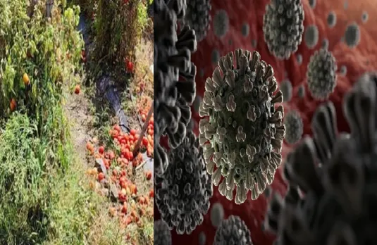 लॉकडाउन के कारण खेतों में खराब हो रही सब्जी, दूसरी तरफ कोरोना का तांडव, 24 घंटे में 135 की मौत