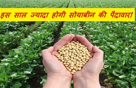 MP Agriculture: इस साल सोयाबीन की होगी बंपर पैदावार! 14 फीसदी ज्यादा उपज का अनुमान