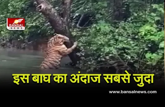 Seoni Tiger News: इस बाघ का अंदाज सबसे जुदा, सोशल मीडिया पर हो रहा वायरल
