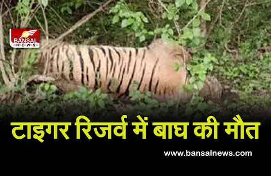 Bandhavgarh National Park: टाइगर रिजर्व में मृत मिला 5 साल का बाघ, ग्रामीणों को बाहर नहीं निकलने की दी सलाह