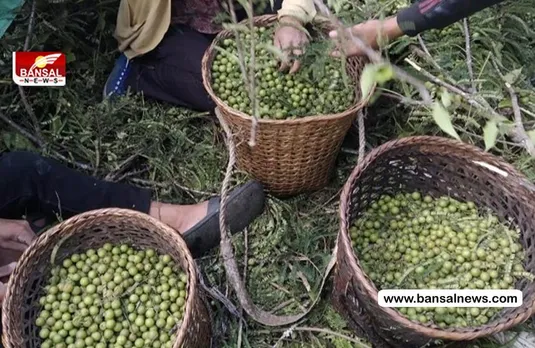 जानिए क्या है वन धन विकास योजना?, आदिवासी समाज के लिए कैसे है फायदेमंद