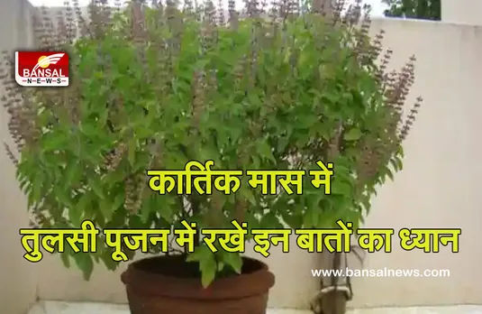 Kartik Maah Tulsi Poojan 2021 : आप भी जान लें कार्तिक मास में तुलसी पूजन के नियम, हर तरह से मिलेगी खुशियां