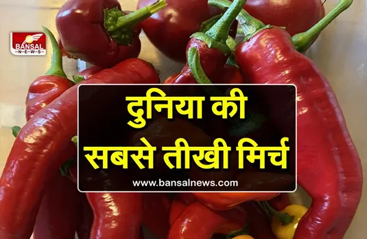 दुनिया की सबसे तीखी मिर्च, इतनी तीखी कि इसके चार टुकड़े खाने से बन जाएगा वर्ल्ड रिकॉर्ड