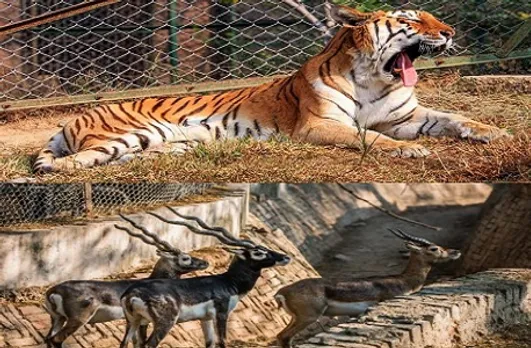 Largest Zoo in Gujarat: जामनगर में विश्व का सबसे बड़ा चिड़ियाघर बनाएगा रिलायंस, रहेंगे 300 से ज्यादा प्रजाति के जानवर