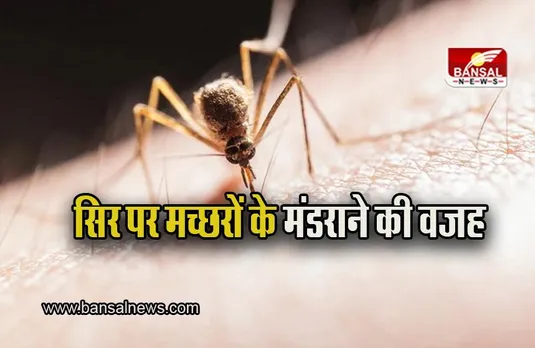 Mosquitoes over head: क्या आप जानते है कि शाम होते ही मच्छरों का झुंड हमारे सिर पर क्‍यों मंडराने लगते है? जानिए इसके पीछे की असल वजह