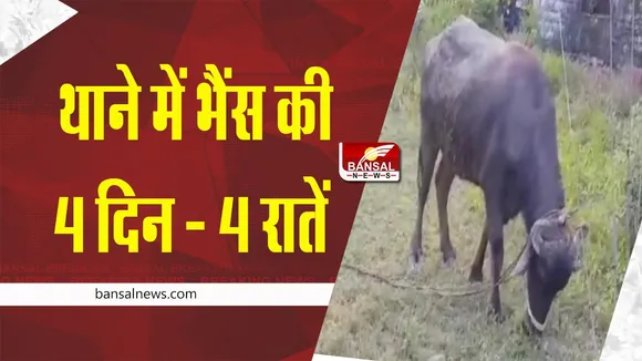 Reewa news : 4 दिन तक थाने में रही भैंस, दो पक्षों में उलझी रही पुलिस !