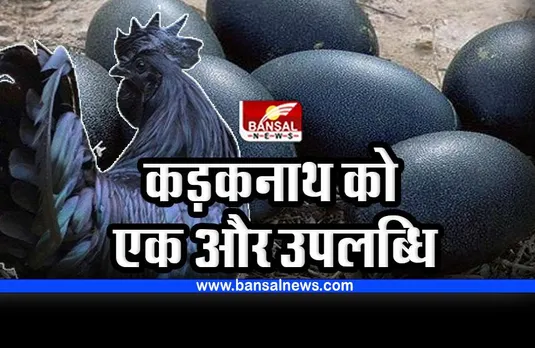 Kadaknath औषधीय गुण वाले कड़कनाथ को मिली एक और उपलब्धि, जानिए इसके फायदे