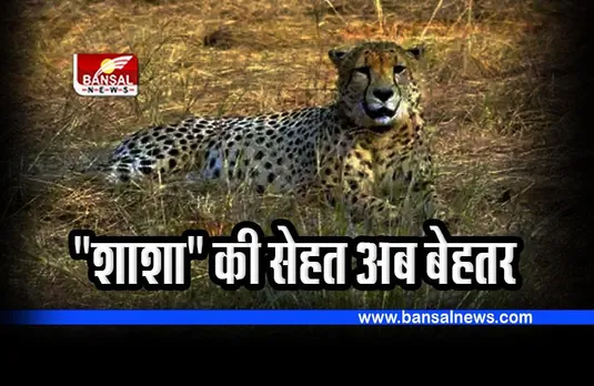 Kuno Cheetah : मादा चीता 