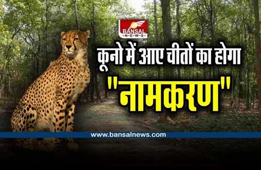 Cheetah in Kuno National Park : क्या रखा जाए चीतों का नाम, 