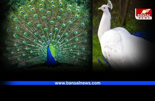 Peacock : दो देशों का राष्ट्रीय पक्षी है मोर, जानिए घर में क्यों रखते हैं मोर पंख