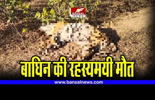 MP tigress Death : बाघिन की रहस्यमयी मौत, मौके पर पहुंचे अधिकारी