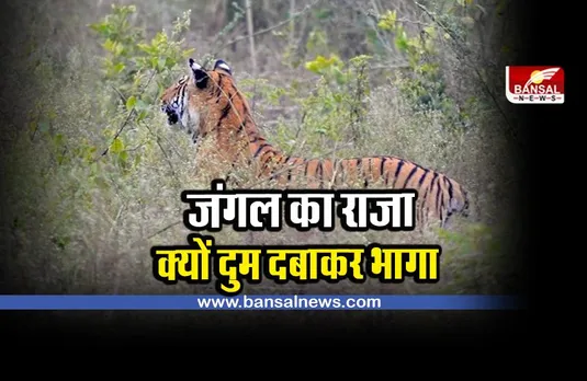 JUNGLE SAFARI : क्यों दुम दबाकर भागे 2 बाघ, देखें वायरल वीडियो