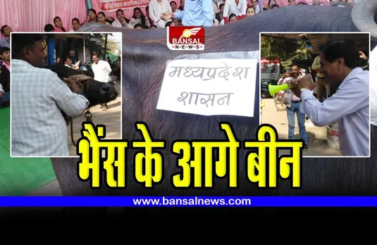 Shajapur : भैंस के आगे बजाई बीन, संविदा स्वास्थ्यकर्मियों का अनोखा प्रदर्शन