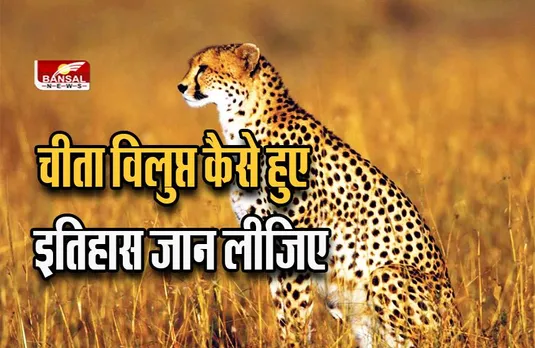 MP Cheetah : जानिए भारत में चीतों के विलुप्त होने से दोबारा कदम रखने का इतिहास