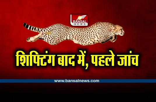 Kuno National Park  : यह काम करने के बाद ही चीतों को किया जाएगा शिफ्ट