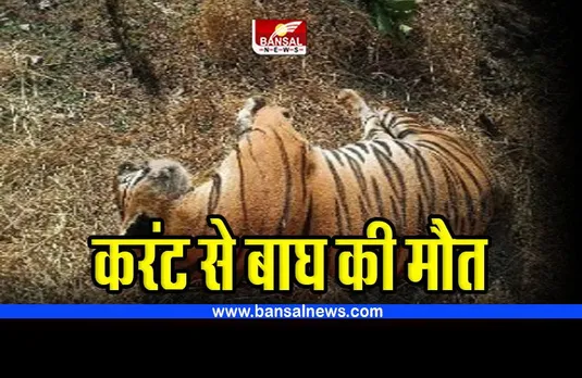 MP tiger death : बाघ की करंट लगने से मौत, डॉग स्क्वाड की मदद से जुटाए साक्ष्य