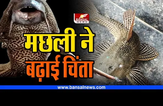 Devil fish : पैरी नदी में मछुआरे को मिली डेविल फिश, इस मांसाहारी से डरते हैं लोग, जनिए क्यों