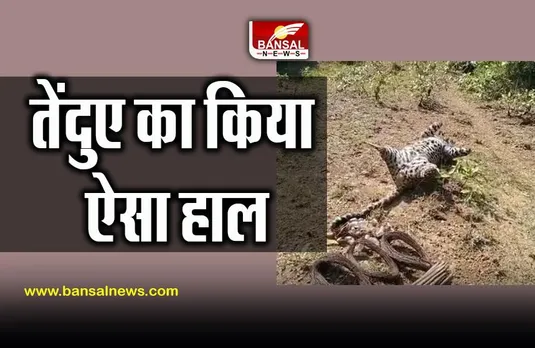Leopard Hunting In MP Balaghat : तेंदुए का शिकार कर कर दिया ऐसा हाल, 2 गिरफ्तार