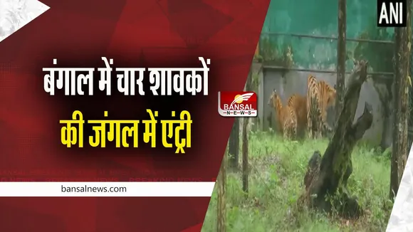 Royal Bengal Tiger: सिलीगुड़ी में बाघिन के चार शावकों को बंगाल सफारी पार्क में छोड़ा गया, देखें वीडियो