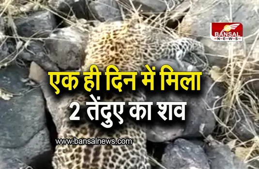 Satna: एमपी में नहीं थम रहा शिकार का सिलसिला, एक ही दिन में मिला 2 तेंदुए का शव