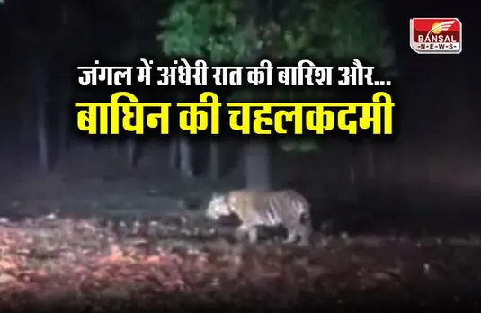 Achanakmar Wildlife Sanctuary: जंगल में अंधेरी रात की बारिश और बाघिन की चहलकदमी