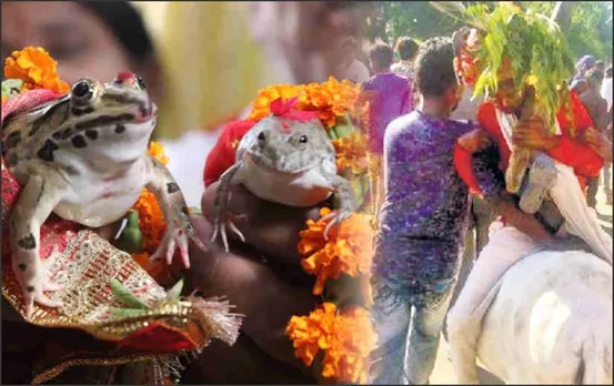 कहीं मेढक मेंढकी की शादी तो कहीं गधे पर उल्टा बैठाकर घुमाया: अच्छी बारिश के लिए ये टोटके कर रहे अजब एमपी के गजब लोग