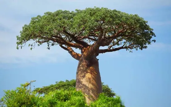 Baobab tree: दुनिया का वो अनोखा पेड़ जिसमें 6 महीने ही लगे रहते हैं पत्ते, हजारों लीटर भरा रहता है पानी