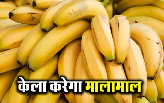 Banana Farming: बिना सब्सिडी किसान इस तरीके से करता है लाखों की आमदनी, फसल लेने खेत पर आते हैं व्यापारी, जानिए कैसे