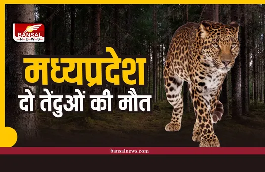 मध्यप्रदेशः बांधवगढ़ टाइगर रिजर्व में भूख से दो तेंदुओं की मौत!