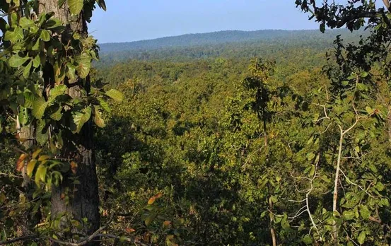 MP News: बड़वाह वन मंडल में फॉस्फोराइट खनन के लिए काटे जाएंगे लाखों पेड़, नीलामी प्रक्रिया संपन्न