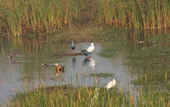 Winter Season: मप्र में प्रवासी पक्षियों का आगमन शुरू, तालाबों पर दिखने लगा आकर्षक नजारा