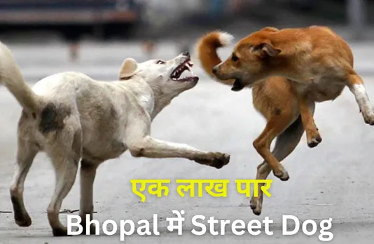 Bhopal Street Dog Bite: कुत्तों की नसबंदी का 1 करोड़ बजट, फिर भी राजधानी में क्यों हो गई 5 साल में दोगुनी संख्या