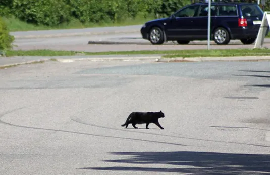 Billi Ka Rasta Katna: इस समय बिल्ली का काटना होता है शुभ! जानें क्या हैं मान्यताएं