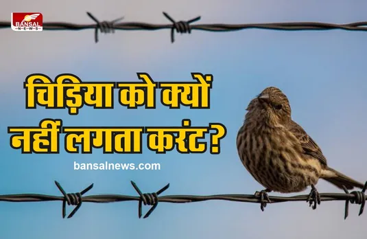 440 वोल्टेज के तार पर बैठती है चिड़ियां, लेकिन क्यों नहीं लगता करंट?