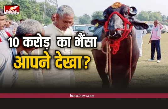 Buffalo Golu : क्या आपने देखा है 10 करोड़ा का भैंसा, खाता है 30 किलो चारा