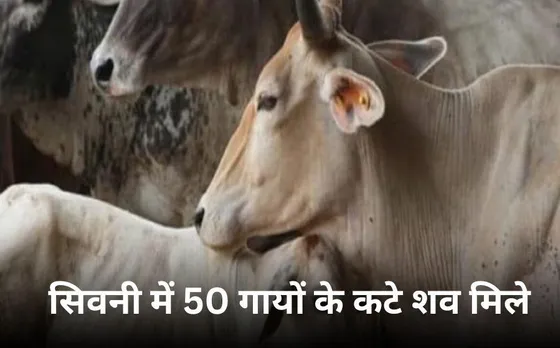 सिवनी में 50 से ज्यादा गायों की हत्या: सोहार्द बिगाड़ने की कोशिश, ग्रामीणों में आक्रोश