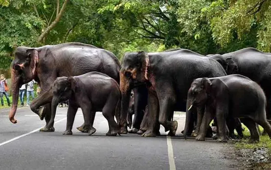 CG News: सूरजपुर में हाथियों का आतंक, मतदान दिवस के लिए चुनौती बने हाथी