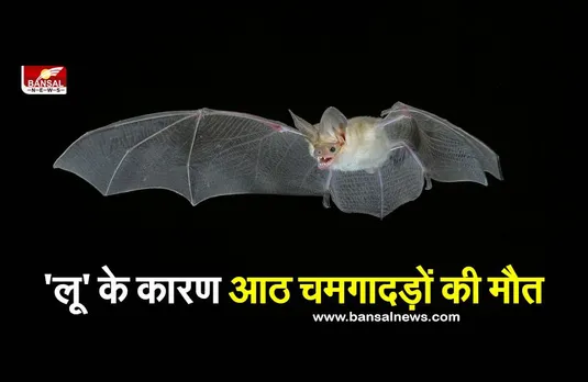 इस राज्य में इन्सान ही नहीं, लू लगने से हुई 8 चमगादड़ों की मौत