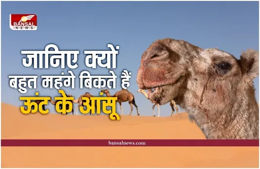 Camel Tears : बहुत कीमती होते है ऊंट के आंसू, होने वाला है बड़ा चमत्कार, पढ़े पूरी रिपोर्ट