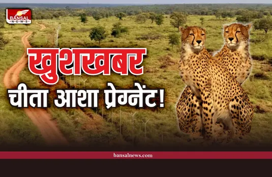 Cheetah Asha : कूनो नेशनल पार्क से खुशखबरी, चीता आशा प्रेग्नेंट हुई?